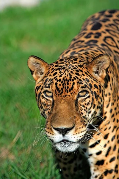 Jaguar Panthera Onca Pantanal Brazylia Dorosły Mężczyzna Portret Jaguar Brazylia — Zdjęcie stockowe