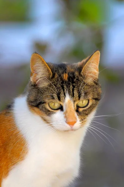 Katt Med Gröna Ögon Högkvalitativt Foto — Stockfoto