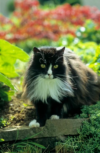 Dlouhosrstá Kočka Černobílá — Stock fotografie