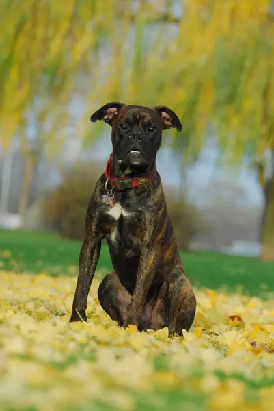 Boxer Pes Rok Žíhaná Sedící Louce Podzimními Listy Fci Standard — Stock fotografie