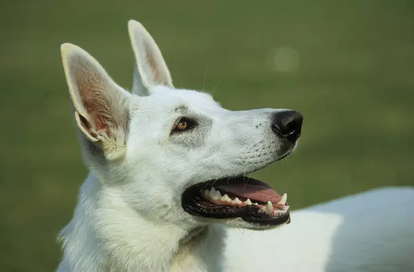 ホワイトシェパード犬 — ストック写真