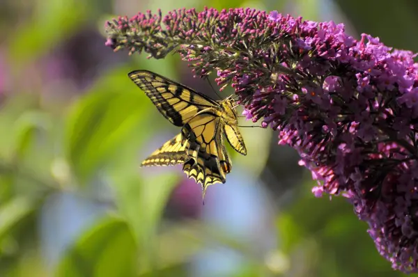 Butterfly Swallowtail Sits Butterfly Bush Flower Summer Lilac — Stock Photo, Image