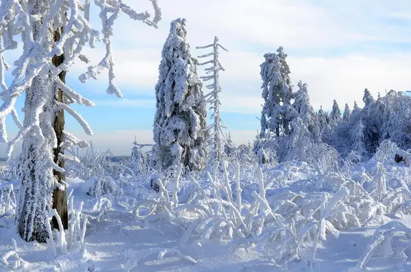Шварцвальд Зимний Период Ель Форест Шварцвальд Снежный Пейзаж Снежный Лес — стоковое фото