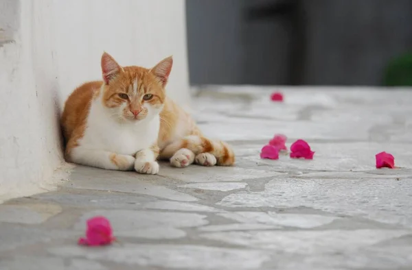 家畜の猫 赤いタビーと白は トーノ キクラデス ギリシャ 非プリーツリーショートヘア 重罪シ ヨーロッパの花の花が咲くギリシャの路地に横たわっています — ストック写真