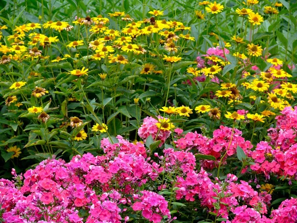 Phlox Floración Jardín Desierto Oro Aster Floración Jardín Eriophyllum Lanatum — Foto de Stock