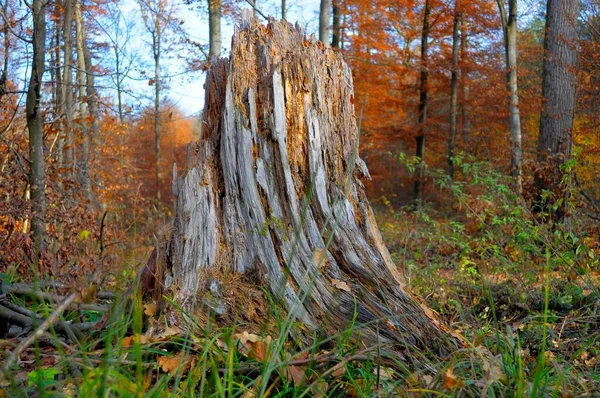 Színes Vár Ősszel Gyönyörű Őszi Erdő — Stock Fotó