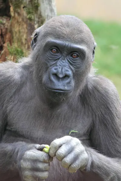 Niedlicher Affe Posiert Zoo Nahaufnahme — Stockfoto