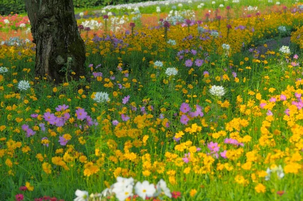 Цветные Летние Цветы Парке — стоковое фото
