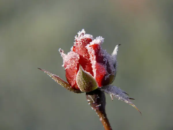 Single Red Roses Garden Coneflower Rose Garden Roses Garden — Stock Photo, Image