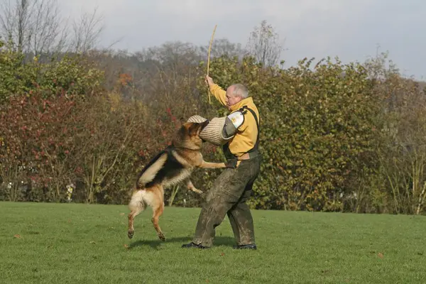 德国牧羊犬保护服务狗咬保护臂部 — 图库照片
