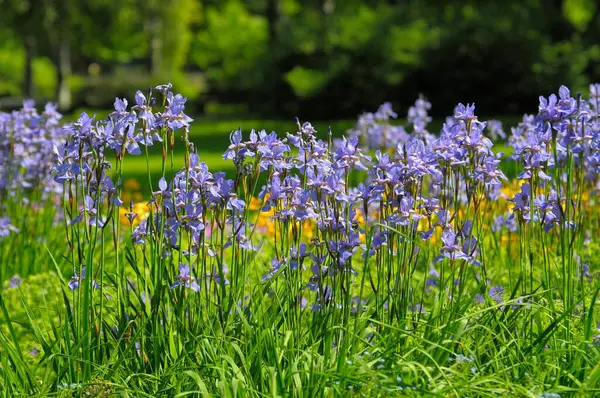 Iris Flores Jardín Verano —  Fotos de Stock