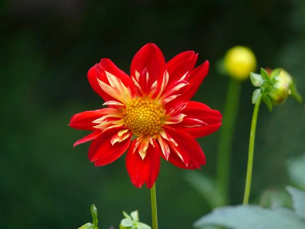Ruff Dahlia Fleurissant Dans Jardin — Photo
