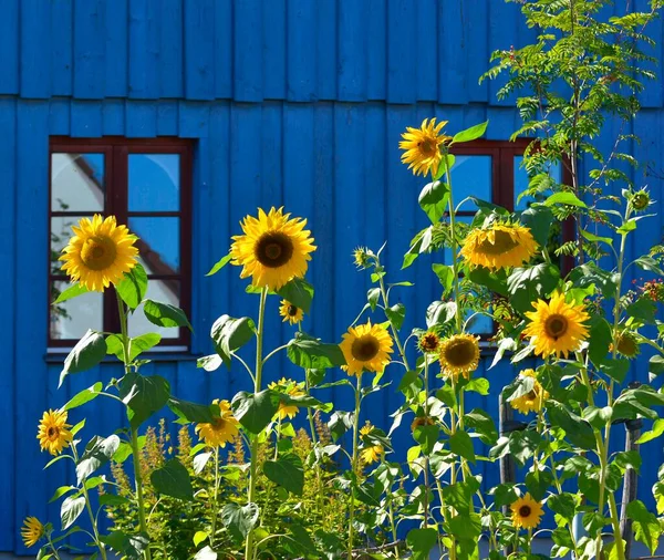 Blooming Sunflowers House Blue House Facade — Stock Photo, Image