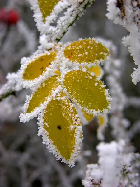 Close View First Hoarfrost Leaves — Stock Photo, Image