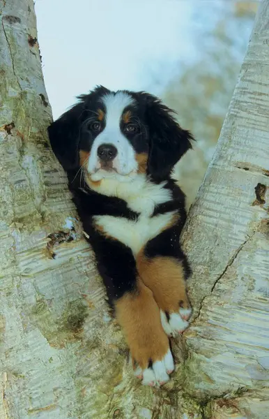 Bernese Mountain Dog Fci Standard 12周 — 图库照片