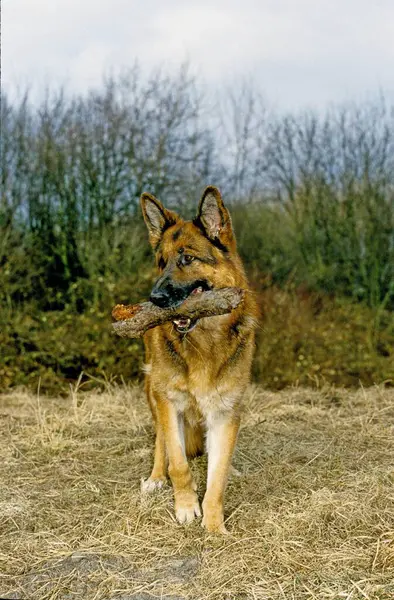 ドイツの羊飼い 羊飼い犬 家畜犬 ドイツの羊飼い 羊飼い 猫飼い犬 — ストック写真