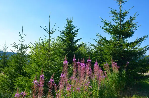 Black Forest Kniebis Willowherb Young Spruces — Stock Photo, Image