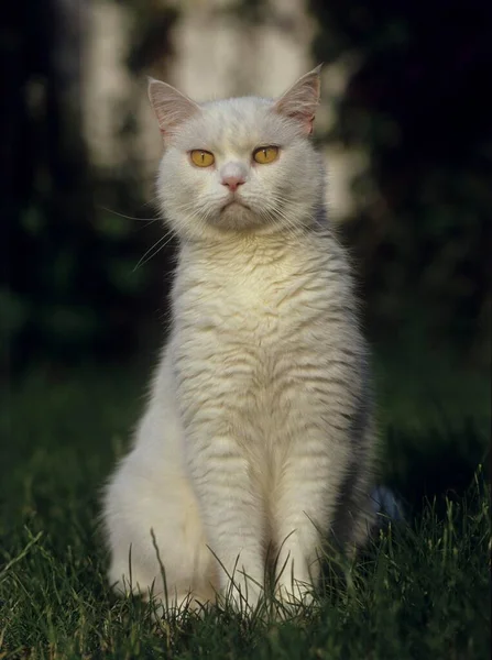 イギリスの短毛猫の肖像 — ストック写真