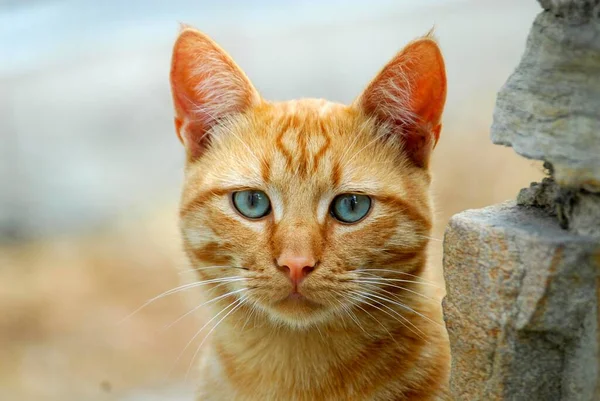 Крупним Планом Вид Милий Домашній Кіт — стокове фото