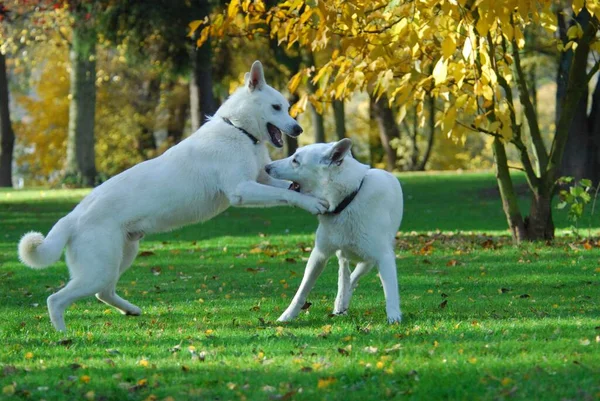 Два Белых Пастуха Мужчины Играют Вместе Лугу Белые Швейцарские Овчарки — стоковое фото