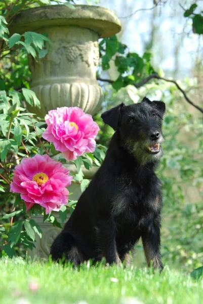Westfalia Terrier 深黑色 坐在开着花的牡丹前 熟悉的金丝雀 品种不认识Fci Westfalia Terrier 坐在开着花的牡丹前 — 图库照片