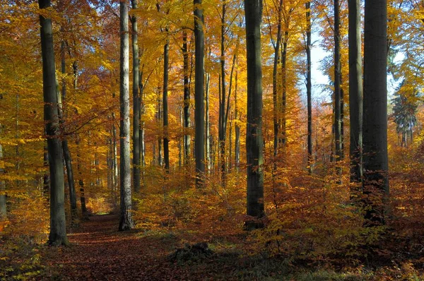 秋のカラフルなトレッスン 美しい秋の森 — ストック写真