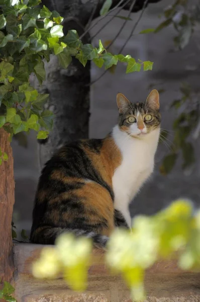 Göz Teması Ile Renklendirilmiş Evcil Kedi — Stok fotoğraf