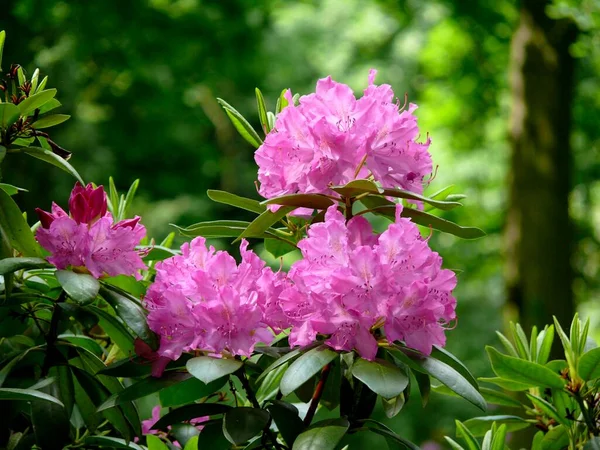 Rododendron Kwitnący Ogrodzie — Zdjęcie stockowe