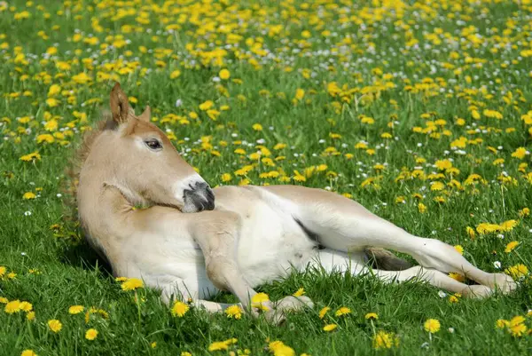 今年春天 3周大的哈夫林格马儿 正躺在普热沃尔斯基的马背上的草地上盛开的蒲公英之间 而3周大的哈夫林格马儿 则躺在草地上盛开的蒲公英之间 — 图库照片
