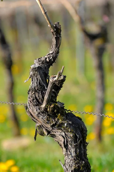 Old vine, grape vine (Vitis vinifera)