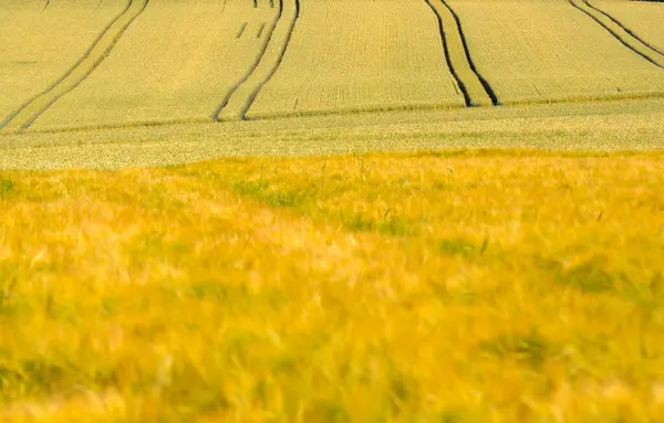 Зерновое Поле Близ Обердердингена — стоковое фото