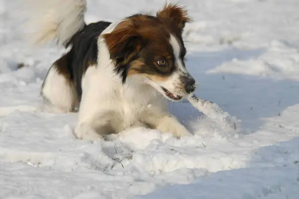 Кромфордер Самец Играющий Снегу — стоковое фото