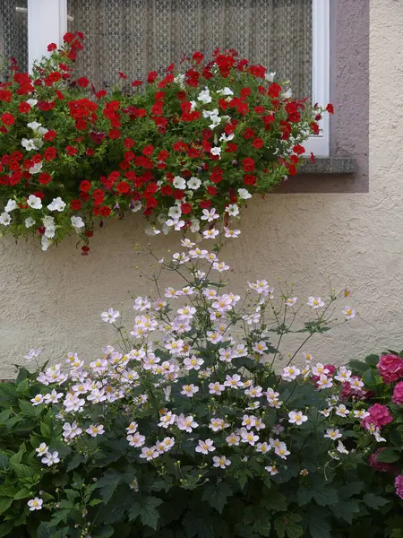 夏のペレニアルガーデンは 窓から花が咲き 日本のエモネ さまざまな庭の花が咲いています — ストック写真