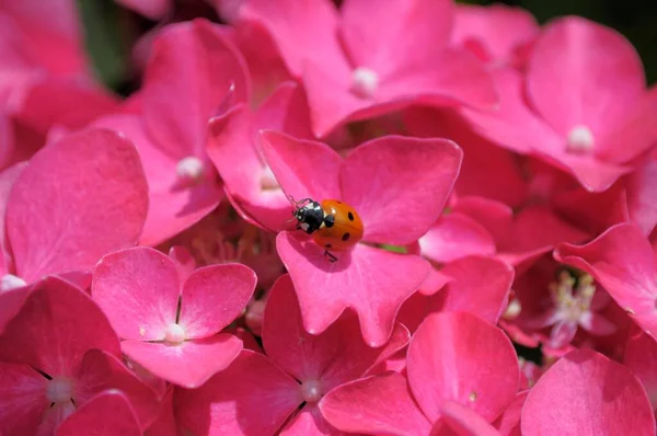 Πασχαλίτσα Που Κάθεται Στην Ορτανσία Λουλούδια Στον Κήπο — Φωτογραφία Αρχείου