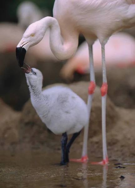 Amerikaanse Flamingo Phoenicopterus Ruber Jong Voedsel — Stockfoto