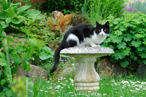 Hauskatze Sitzt Auf Steintisch Katze Sitzt Auf Steinwildkatze Felis Silvestris — Stockfoto