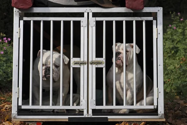 Bulldogs Ingleses Una Jaula Transporte Perros — Foto de Stock
