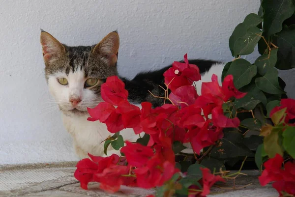 ブーゲンビルアの花の後ろに横たわる国内猫 ティノス島 キクラデス ギリシャ ブーゲンビルアの花の後ろに横たわっています キクラデス ギリシャ 非プリーツリーワイルドキャット フェリスシルベストリス ネコス — ストック写真