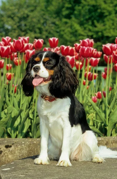 Cavalier King Charles Spaniel Months — Stock Photo, Image