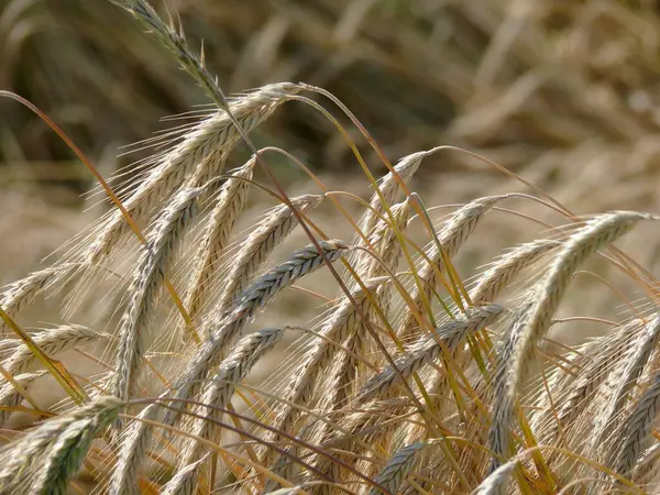 Спелые Зерновые Поля Ржаные Уши — стоковое фото