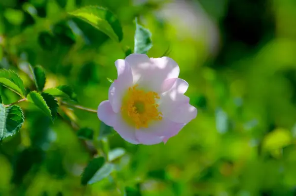 Çit Gülü Çit Gülü Rosa Corymbifera — Stok fotoğraf