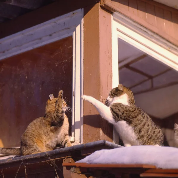 Два Дома Кошки Играют Окна — стоковое фото