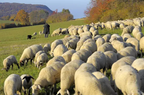 Landskap Schwabiska Alb Flock Får Hösten Bete Tamfår Ovis Orientalis — Stockfoto
