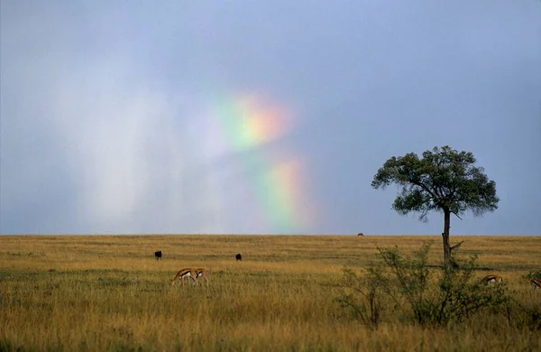 Sky dog reflection, rainbow in the desert, steppe, Kenya, East Africa, Sky dog reflection, rainbow in the desert, Kenya, East Africa, Africa