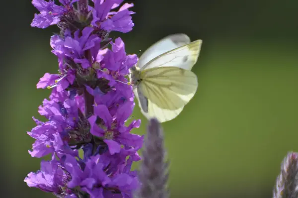 Butterfly Cabbage White Butterfly Flower Loosestrife Blooming Pond — Stock Photo, Image