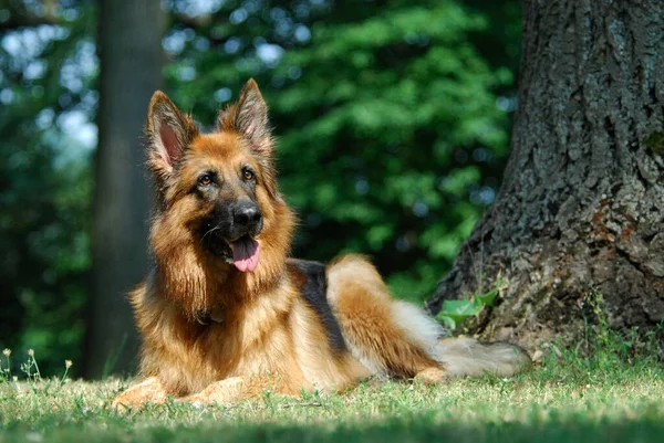 German shepherd, bitch, FCI Standard No. 166, German shepherd, Alsatian dog (canis lupus familiaris), bitch