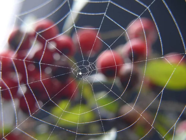 Spinnenweb Met Touw — Stockfoto