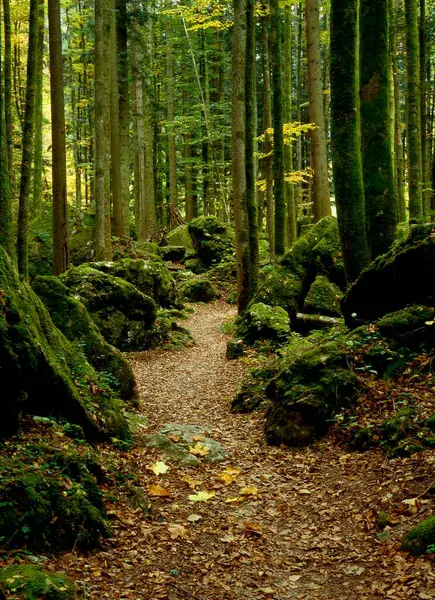 Mrchenwald Ruhpolding Bavaria Germany Europe森林之路 — 图库照片