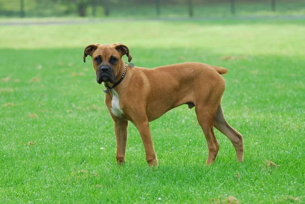 Young Boxer, male, 5 months old, FCI Standard No. 144/2. 2, young Boxer, 5 months old
