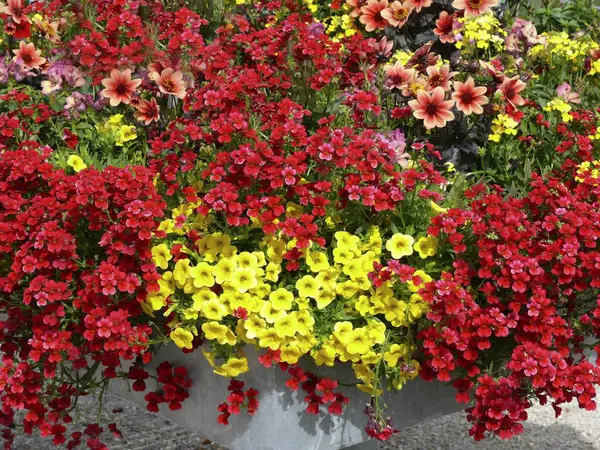 Varias Flores Floreciendo Jardín — Foto de Stock